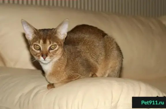 Пропала кошка в поселке Нежный, Магнитогорск