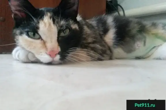 Пропала кошка в Заводском районе Новокузнецка