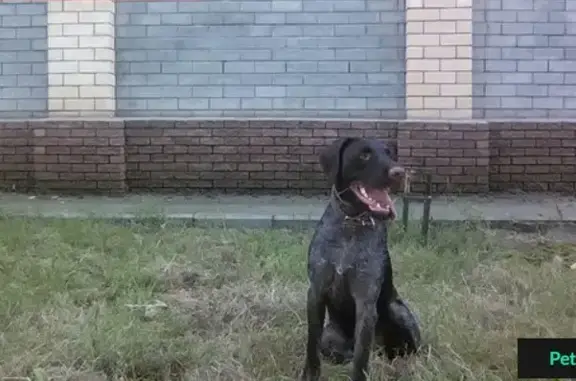 Пропала собака на ул. Голубева, Нижний Новгород