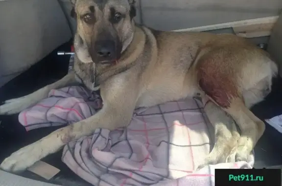 Собака найдена на Горьковском шоссе, Балашиха.