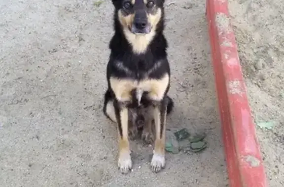Найдена добрая собака в Челябинске