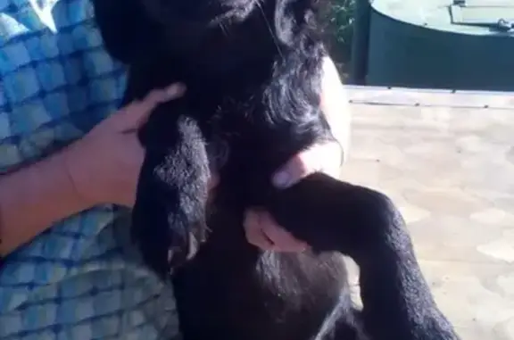 Найден щенок в деревне Коломино, Ярославская область