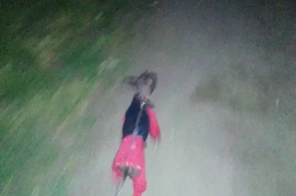 Пропала собака на ул. Шота Руставели, Ленинский район