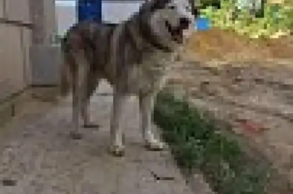 Найдена собака в Туле