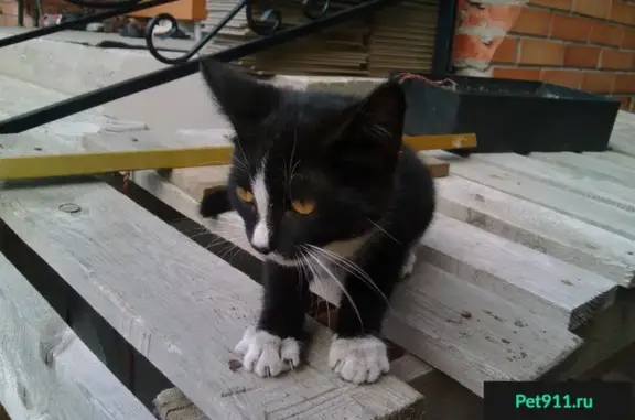 Найдена кошка в Омске, ищут хозяев или новый дом