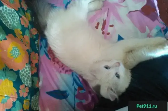 Найдена кошка на трассе Ковров-Шуя, помогите вернуть домой!