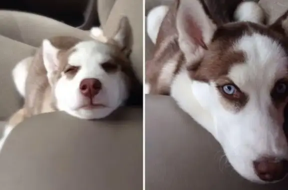 Собаки потеряшки, деревня Моховатка, фото: Потеряшка любвеобильная собака в лесу!