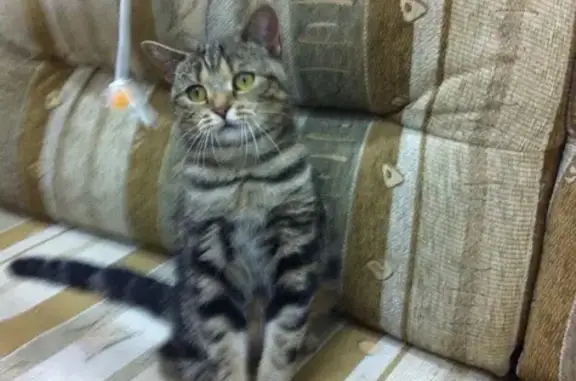 Найдена кошка на остановке Кранэкс в Иваново