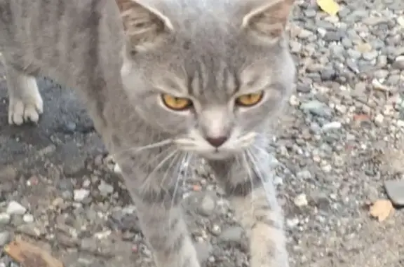 Найдена хромая кошка возле ЖК Академический, Ижевск