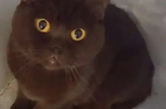 Найдена шоколадная британская кошка в Щербинке