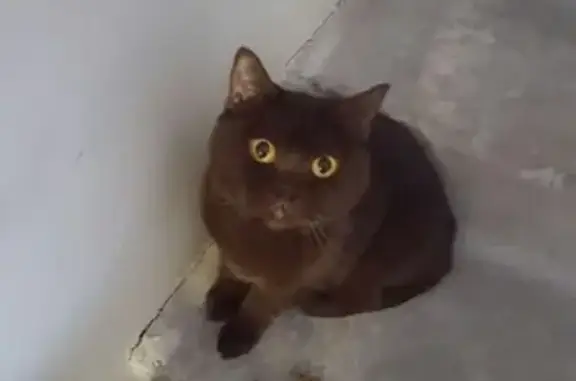 Найдена кошка в районе Щербинка, Москва