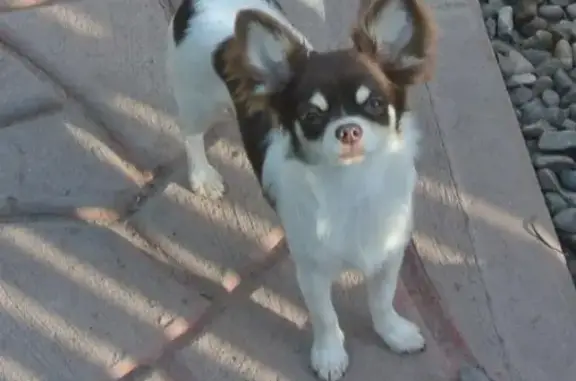 Пропала собака Чихуахуа окраса белый с коричневыми пятнами на ул. Хрустальная дом 1 в Ульяновске