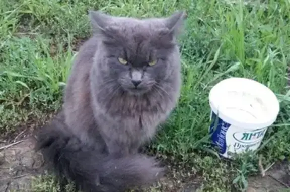 Найдена серо-голубая кошка в пос. Западный, Иркутск