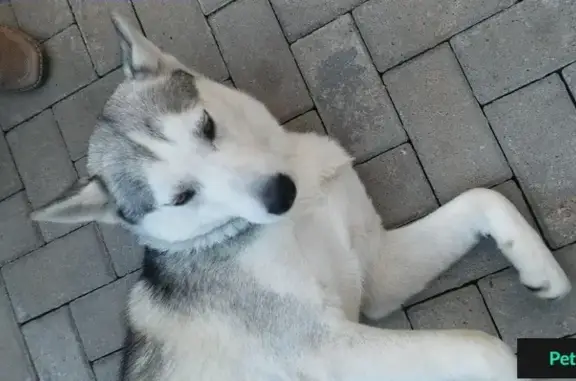 Найдена западно-сибирская собака в Красной Поляне