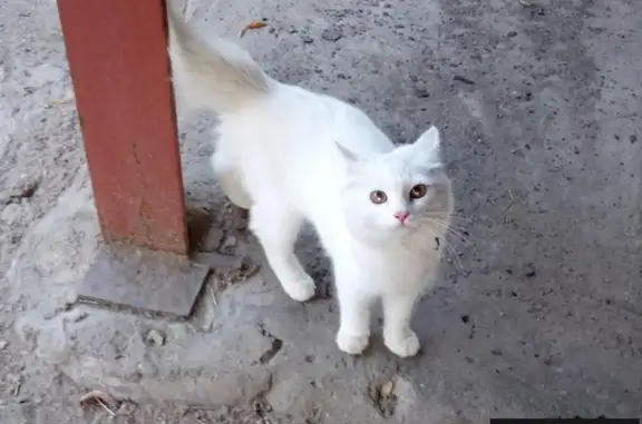 Найдена белая кошка в районе 3 дачной, Саратов
