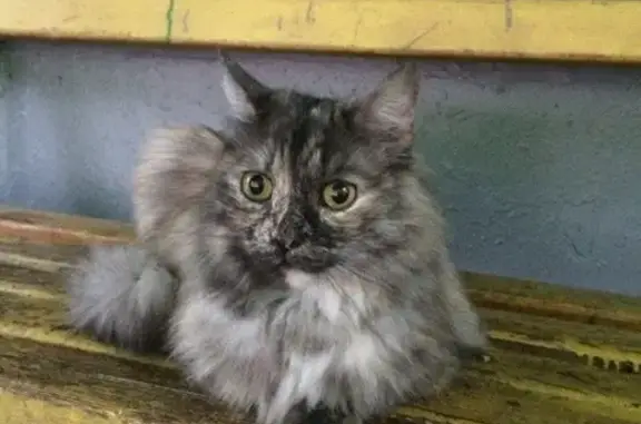 Найдена домашняя кошка в Москве на Ореховом проезде