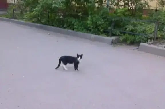 Найдена кошка во дворах на Огородном переулке, хозяин ищется