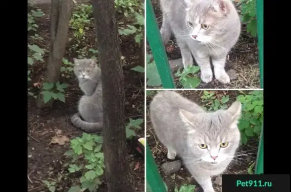 Найдена британская кошка в Москве