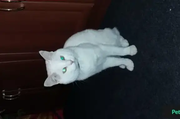 Пропала кошка в Казани, белого цвета