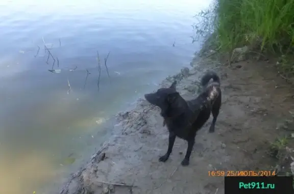 Пропала черная собака в кожаном ошейнике в районе Южного РТС, Смоленск.