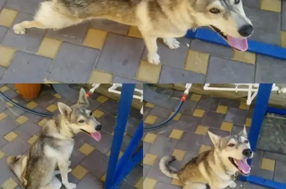 Найдена собака с ломаной лапкой в Чалтыре