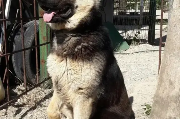Пропала собака в с. Су-Псех, Краснодарский край