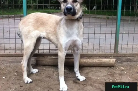 Собака найдена в р-не Марьина Роща, Москва