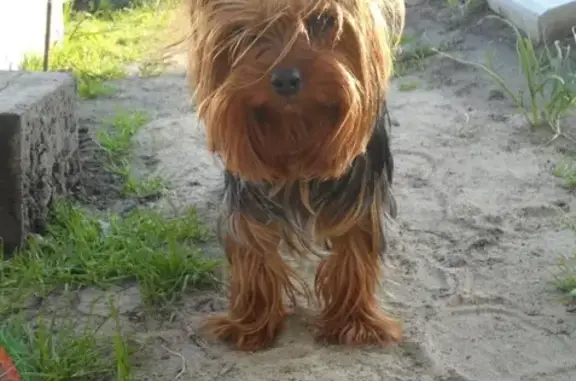 Пропала собака в районе Московки 2, йоркширский терьер