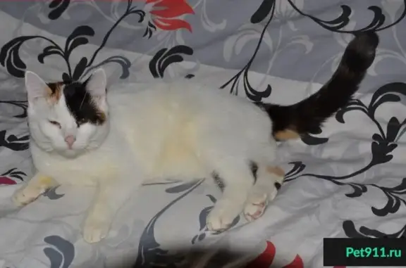 Пропала кошка в мкр. Белица, Гомель - photo