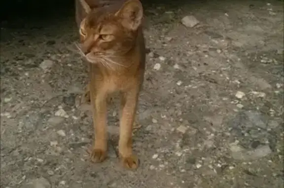 Найдена абиссинская кошка на ул. Толстого