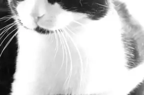 Кошки потеряшки, Громово, фото: Потеряшка кот в садоводстве на Громово (Ленобласть)