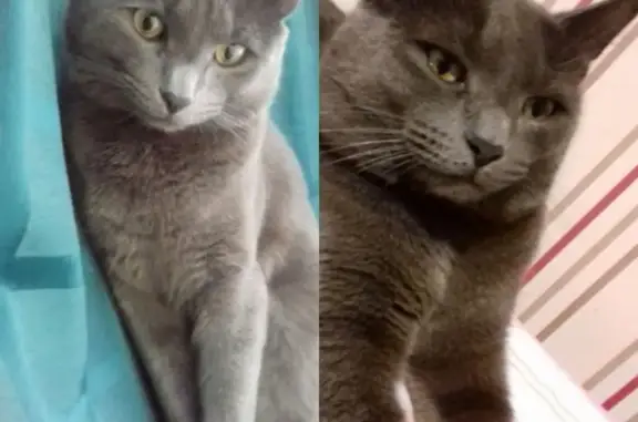 Кошки потеряшки, Беломестное, фото: Потеряшка кошка на ул. Садовая, п. Северный, Белгород