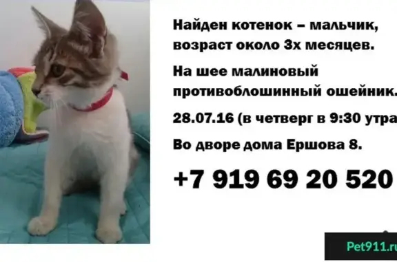 Найден котенок мальчик в ошейнике, район Парка Горького