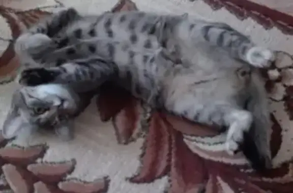 Пропала кошка в Сызрани, просьба помочь