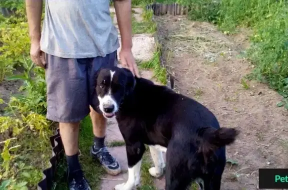 Найдена собака в деревне Матренки