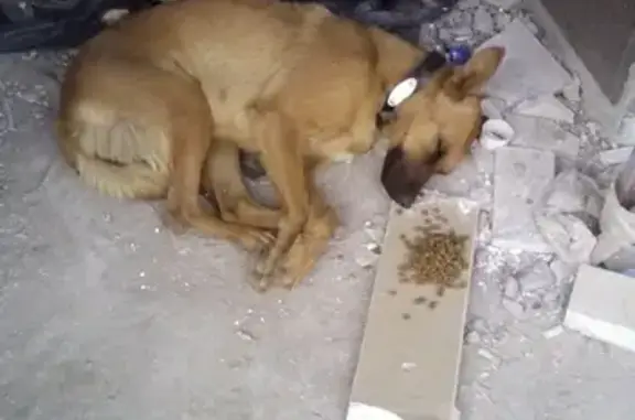 Найдена собака на Чапаева в Саратове