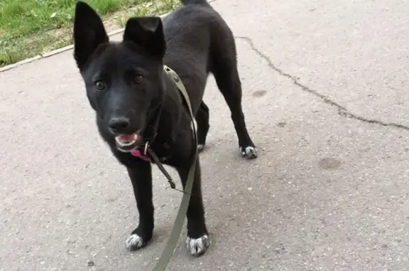 Найден щенок в Комсомольском парке, ищем хозяев