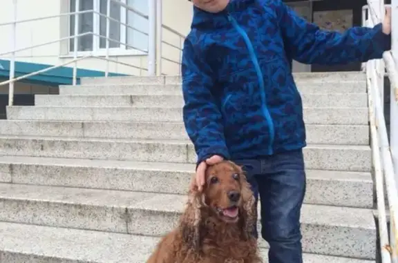 Пропала собака в районе теннисного центра, Ханты-Мансийск