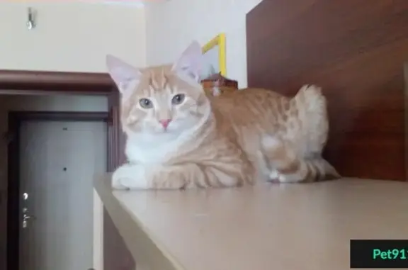 Кошки потеряшки, СПК Чайка-3, фото: Потеряшка кошка на дачном массиве 