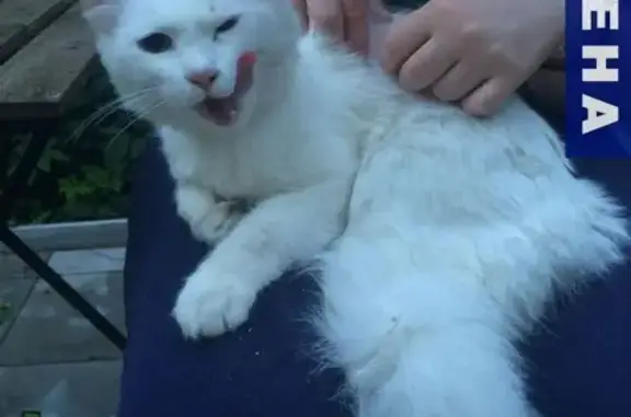 Найден белый кот в Рузе, ул. Международная