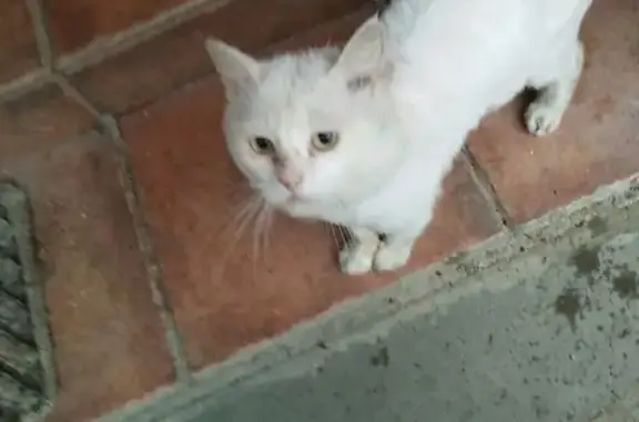 Найден белый кот в Горках-2, Одинцовский район