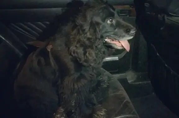 Собака найдена около ипподрома в Краснодаре.