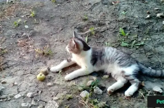 Найден кот в Расловке-1, Саратов