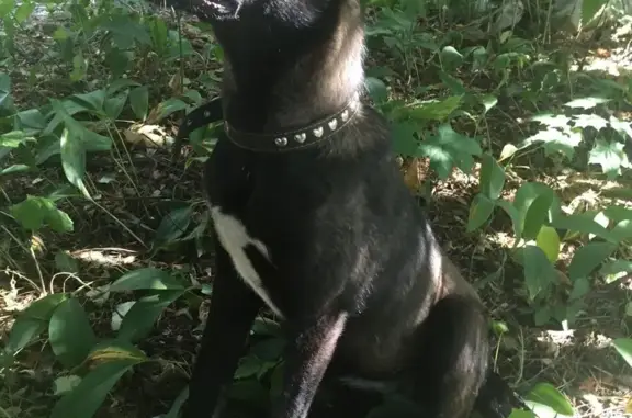 Найдена собака в Монино
