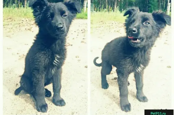 Собака Малышу найдена в Новосибирске