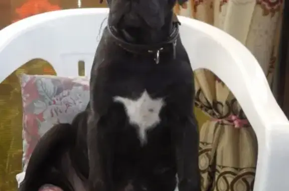 Пропала собака в Брянске - щенок окраса черно-тигровый, возраст 5 месяцев.