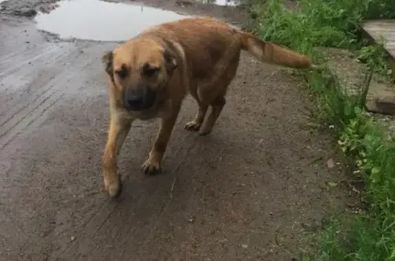 Пропала собака возле заповедника в Токсовском районе Ленинградской области