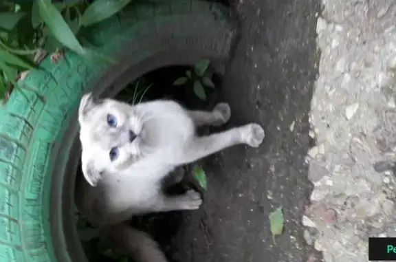 Найдена сиамская кошка в Арбеково, Пенза
