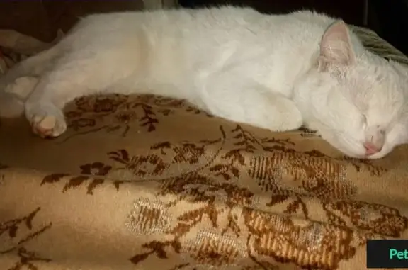 Найдена белая кошка в Кунцево