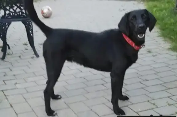 Найдена черная собака с ошейником возле Шарапово, Чеховского района